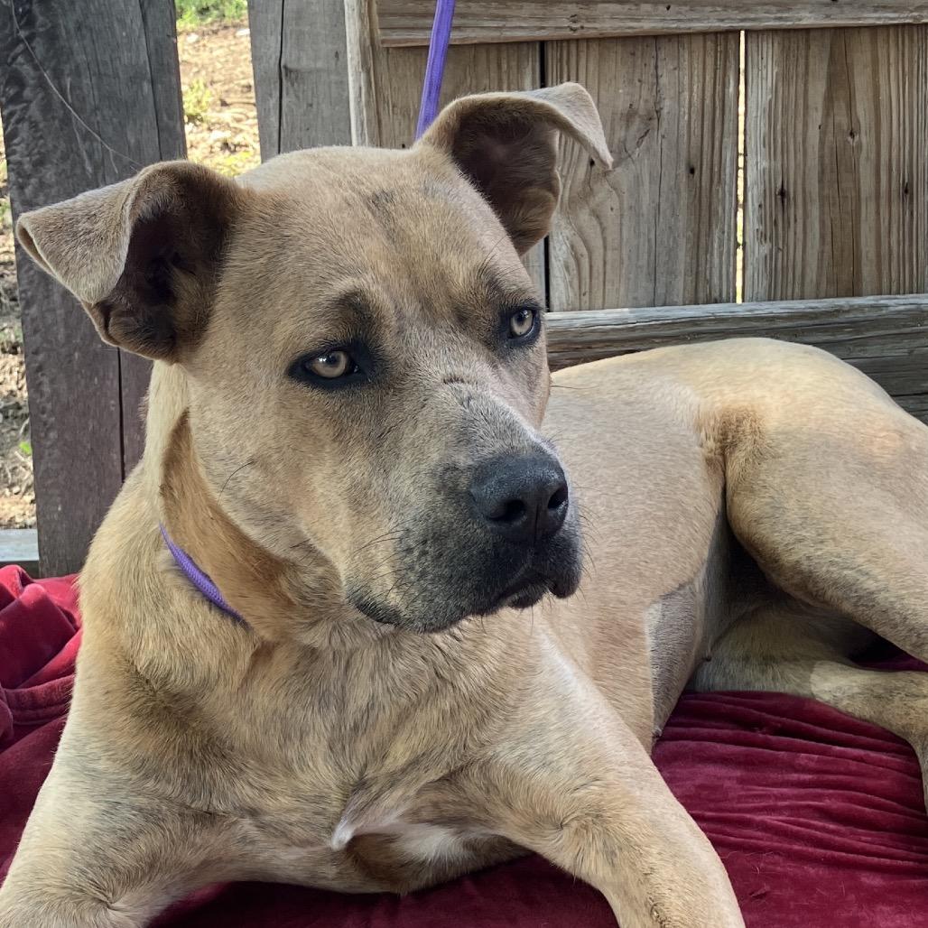 Fawn, a Adoptable Mixed Breed in Pulaski, TN image 2/6