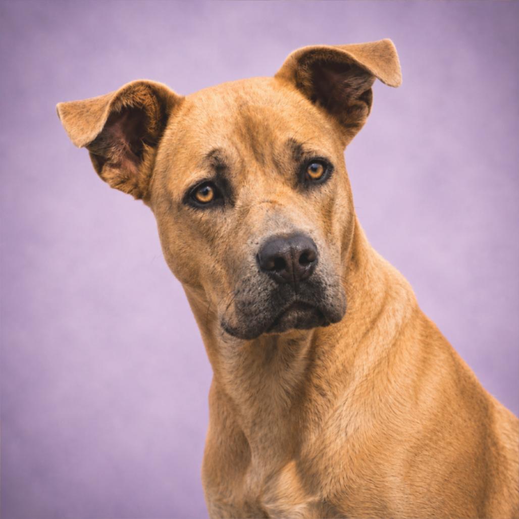 Fawn, a Adoptable Mixed Breed in Pulaski, TN image 3/6