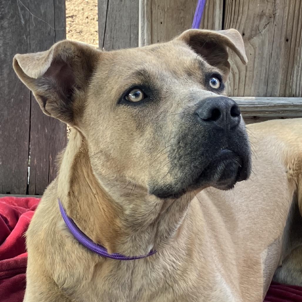 Fawn, a Adoptable Mixed Breed in Pulaski, TN image 4/6
