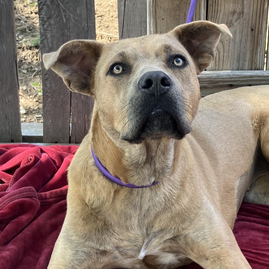 Fawn, a Adoptable Mixed Breed in Pulaski, TN image 5/6