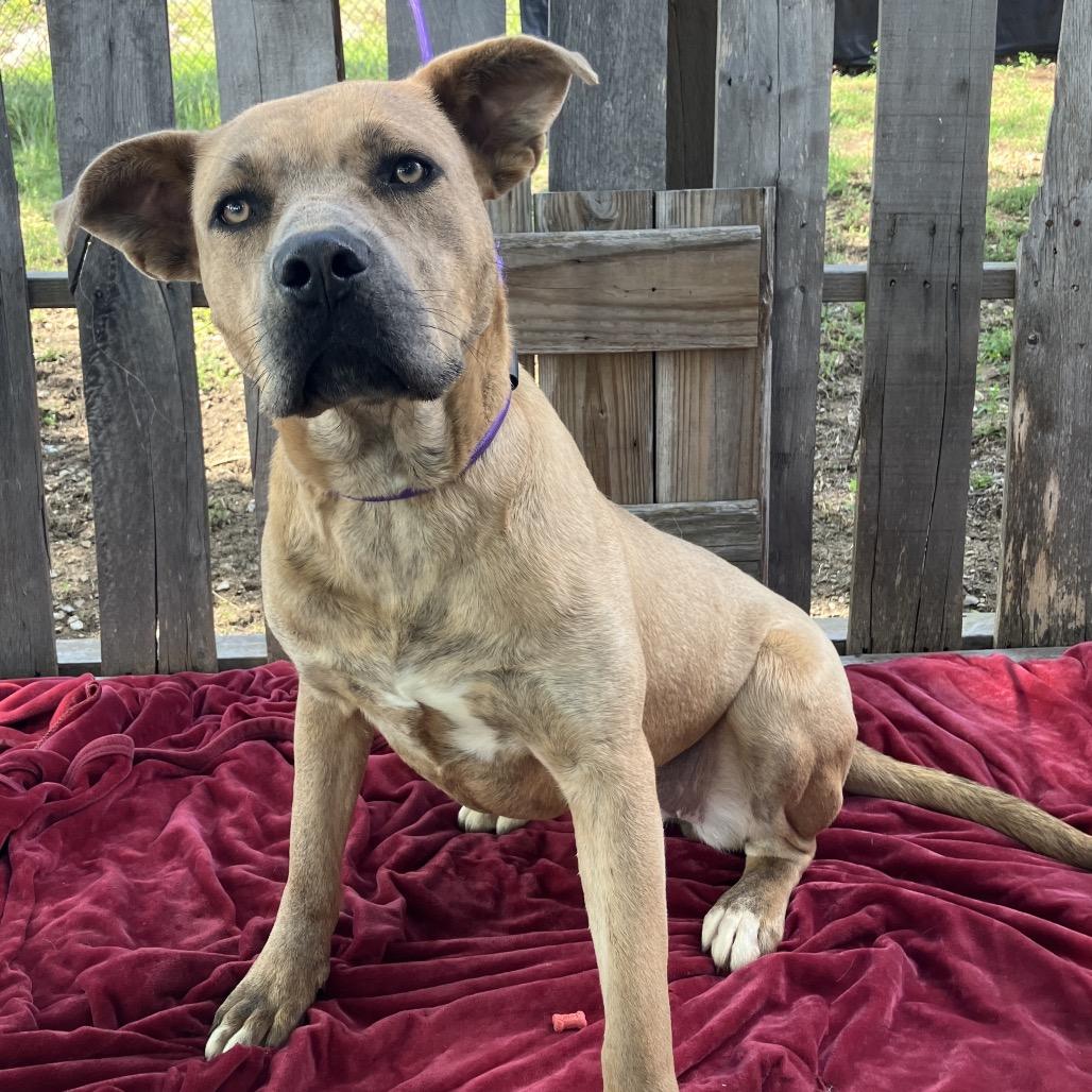 Fawn, a Adoptable Mixed Breed in Pulaski, TN image 6/6
