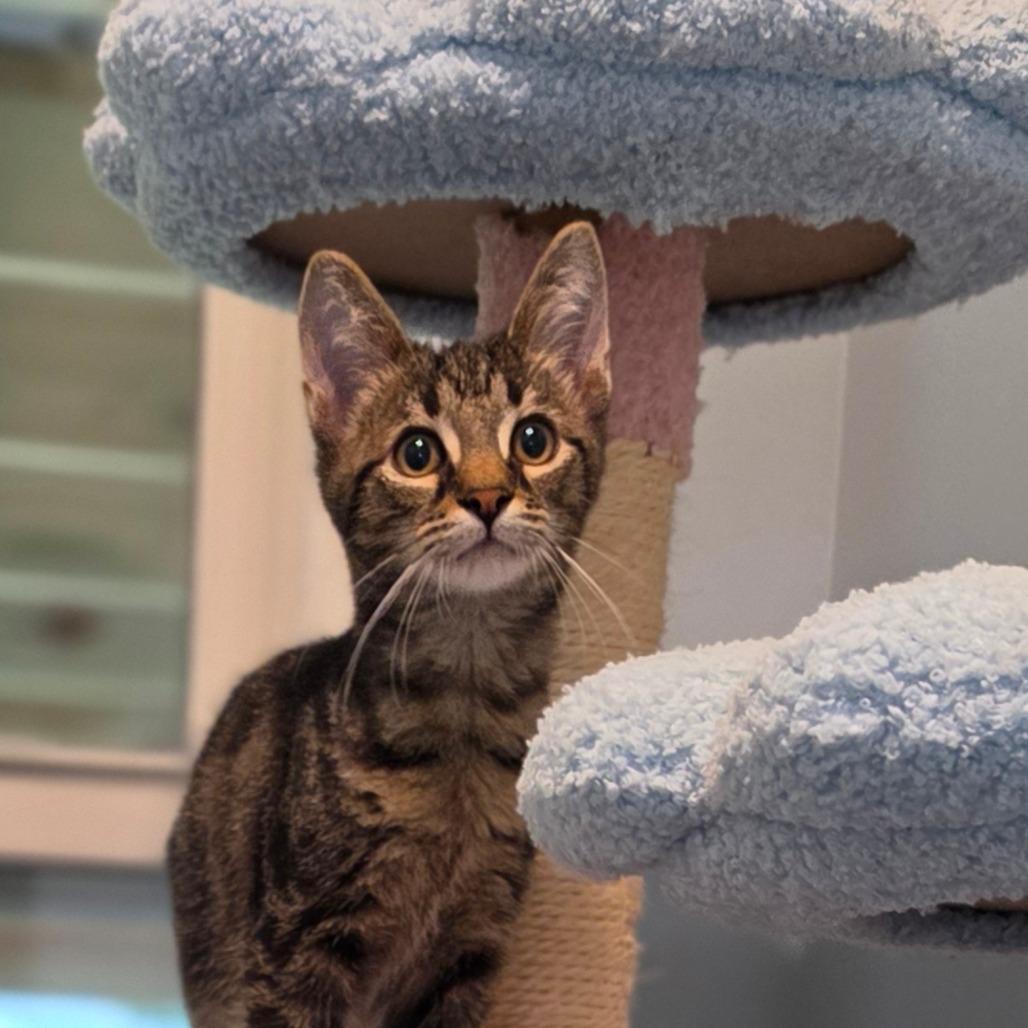 Enlarge Barnaby, a Adoptable Domestic Short Hair in Muncie, IN image 1/1