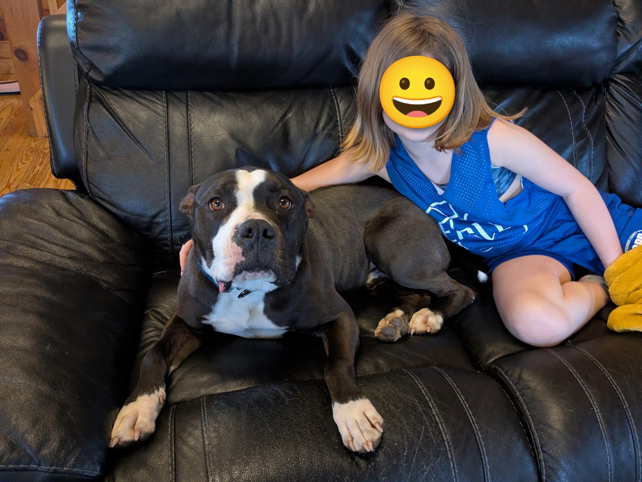 Enlarge "Patrick" *Community Post* , a ADOPTABLE Terrier in Floyd, VA image 2/4