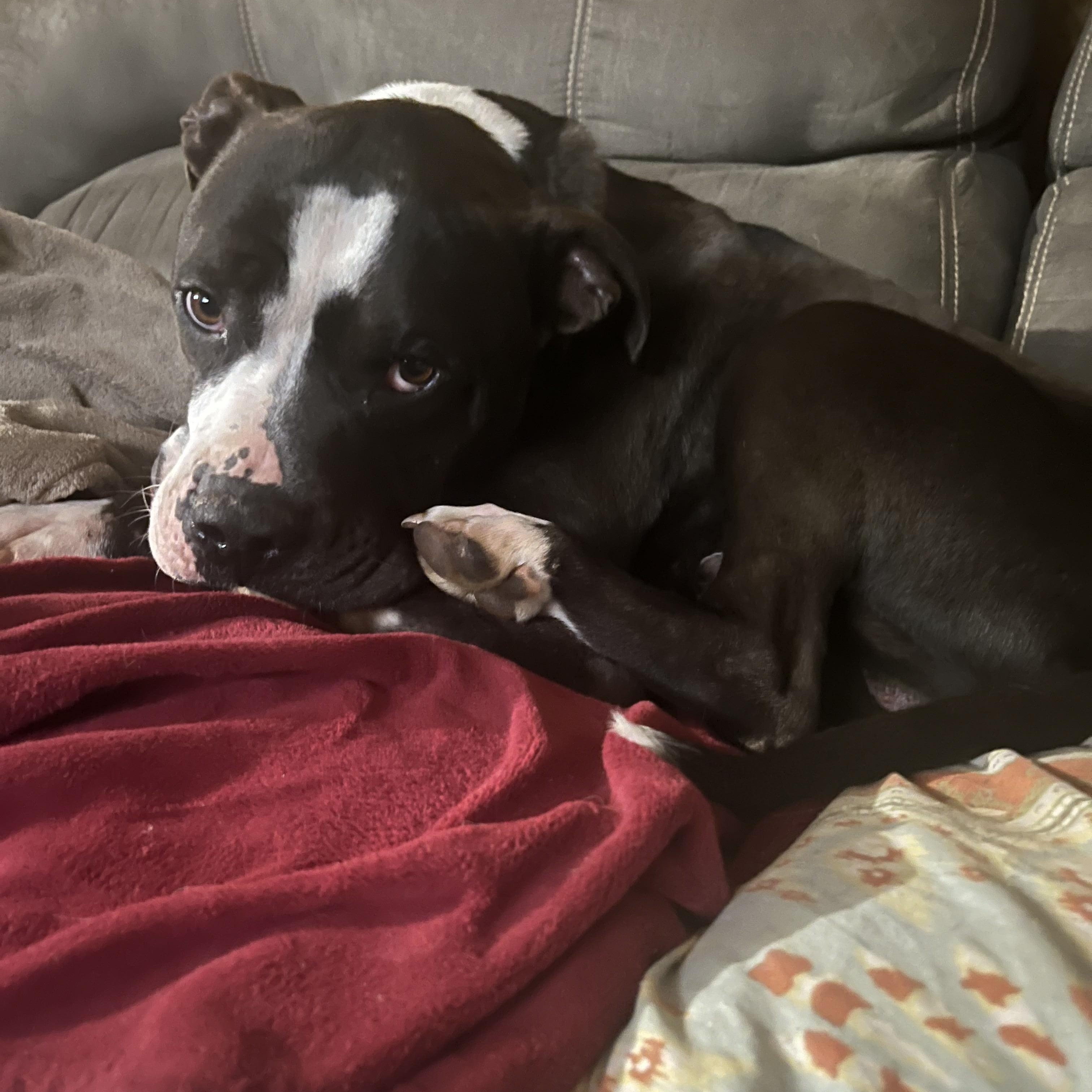 "Patrick" *Community Post* , a ADOPTABLE Terrier in Floyd, VA image 1/2