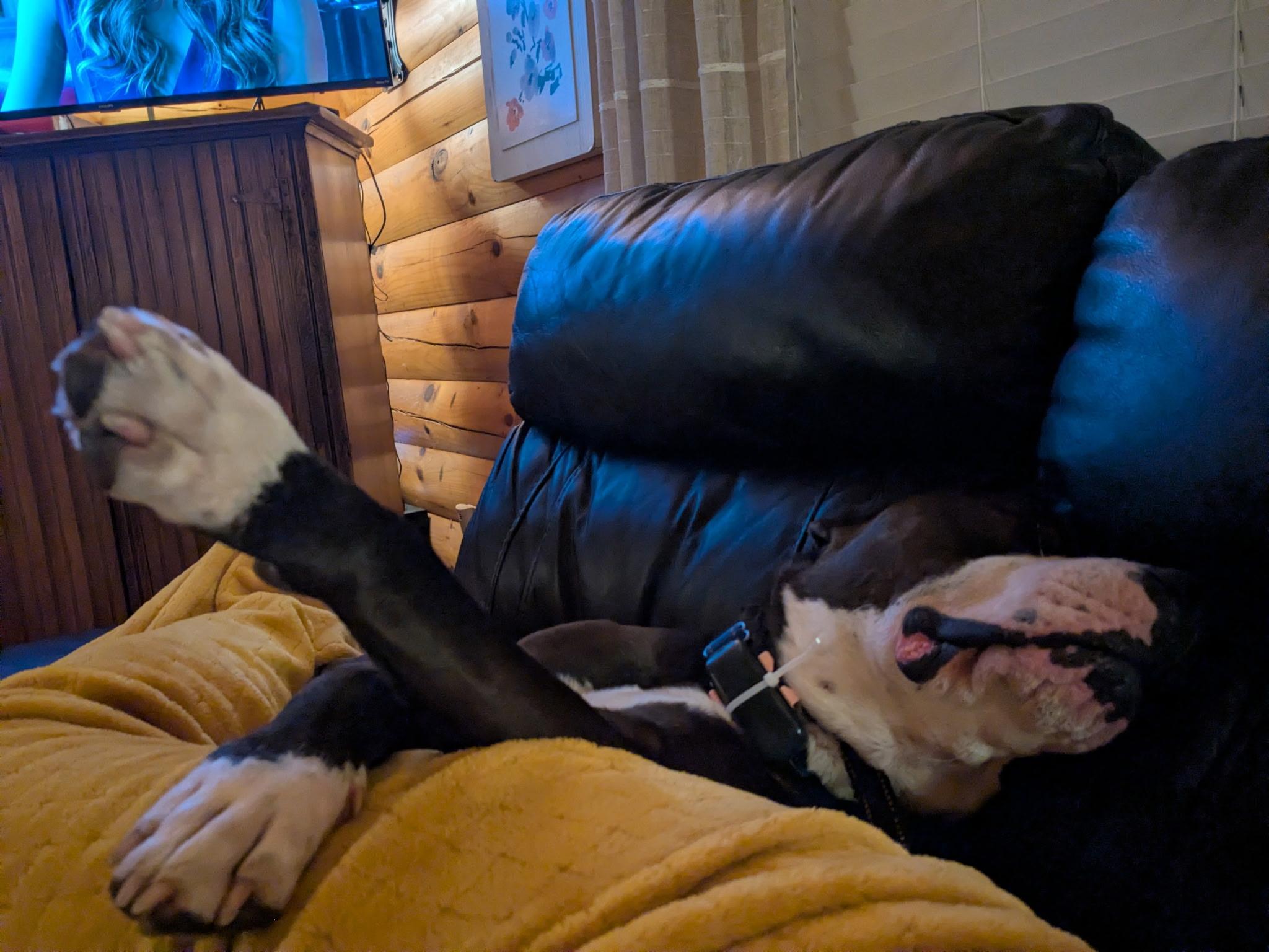 Enlarge "Patrick" *Community Post* , a ADOPTABLE Terrier in Floyd, VA image 3/4