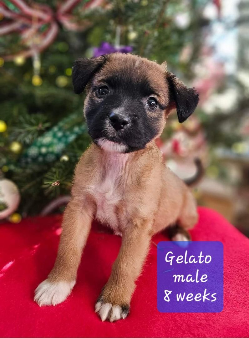 Enlarge Gelato, a Adopted mixed breed in Ross, OH image 1/2