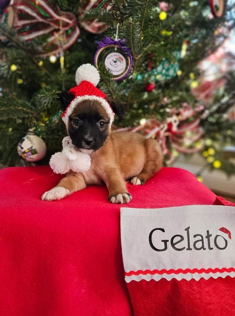 Enlarge Gelato, a Adopted mixed breed in Ross, OH image 2/2