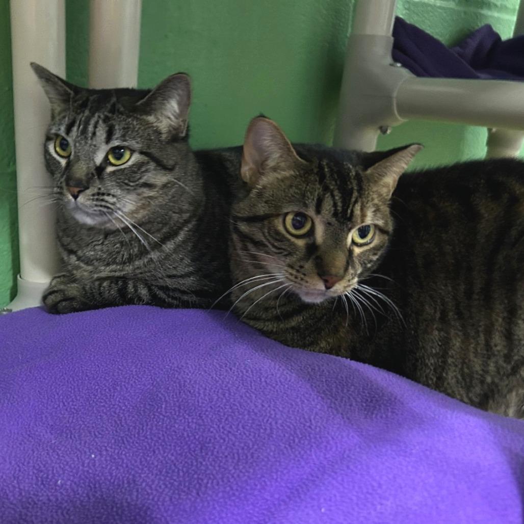 Enlarge Pocket, a Adoptable Domestic Short Hair in Pittsburgh, PA image 3/3