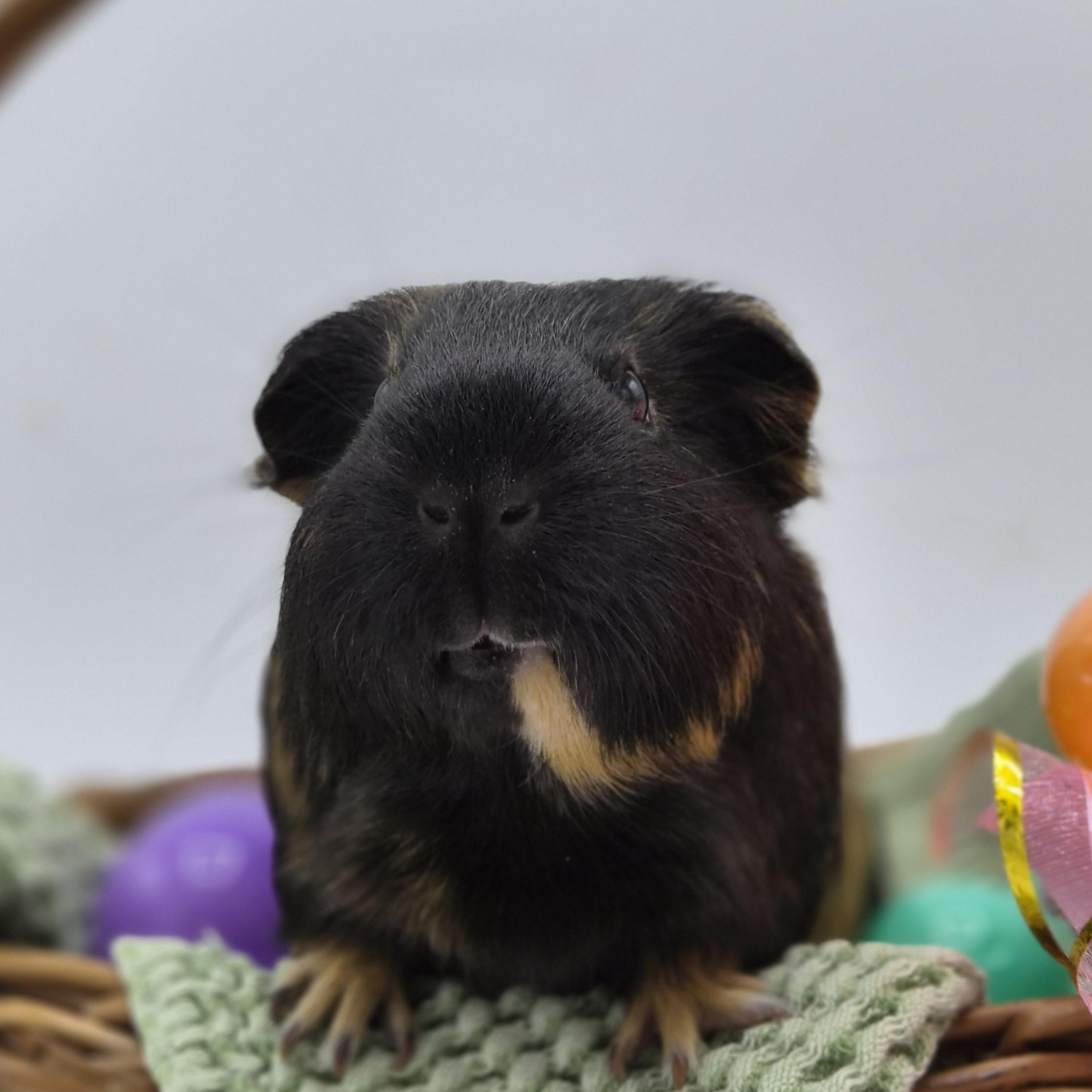 Jane & Marie, Adoptable, Adult Female Guinea Pig.