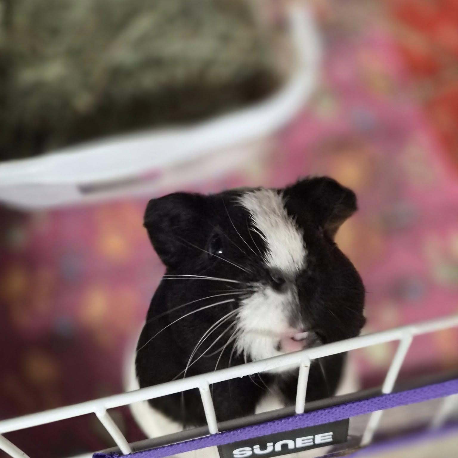 Enlarge Jane & Marie, a Adoptable Guinea Pig in Angleton, TX image 2/2