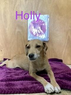 Enlarge Holly, a Adoptable mixed breed in Welling, OK image 1/2