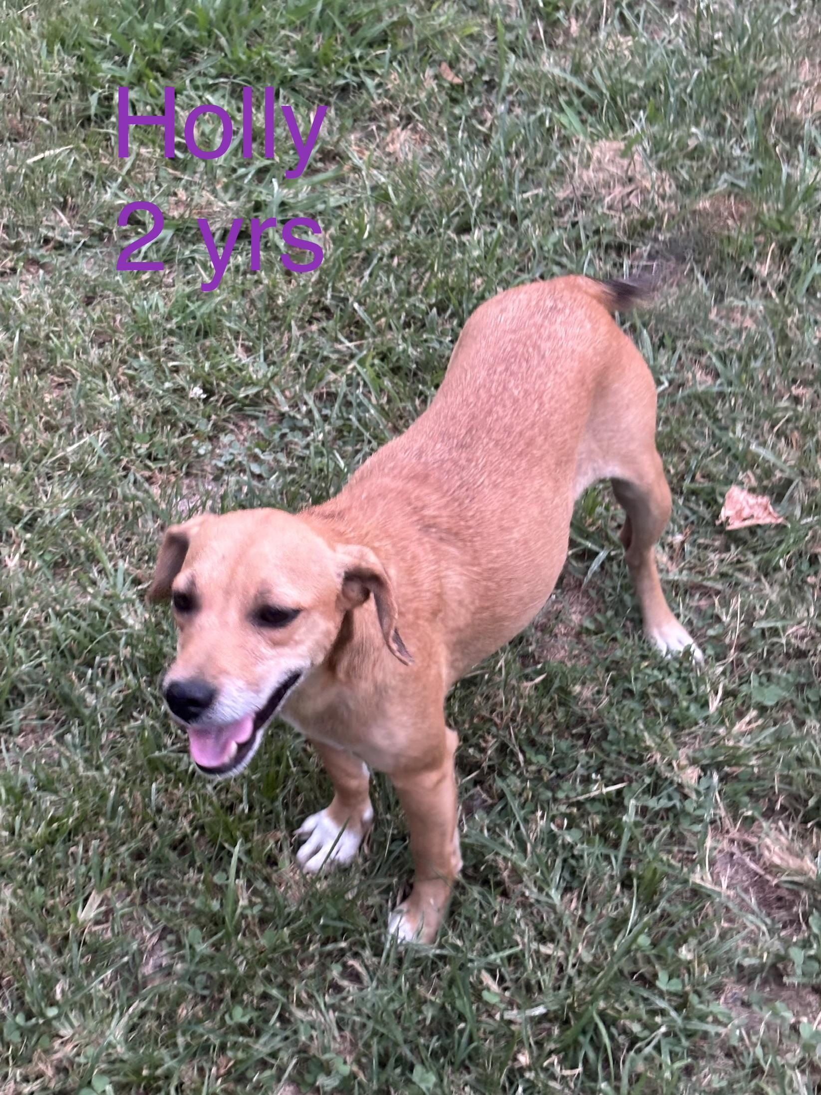 Enlarge Holly, a Adoptable mixed breed in Welling, OK image 2/2