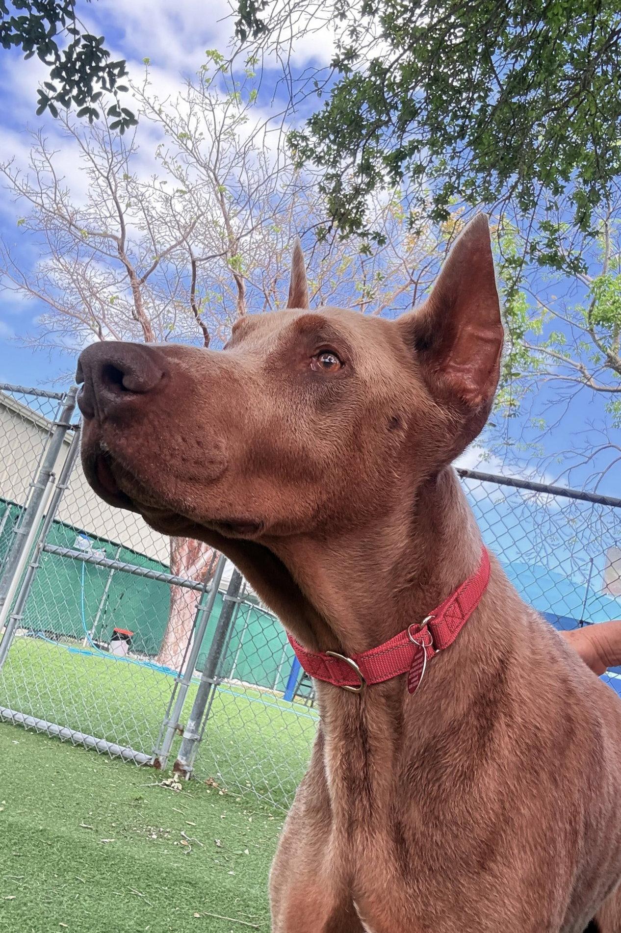 Enlarge Aspen 3563, a Adopted Doberman Pinscher in Oakland Park, FL image 1/3