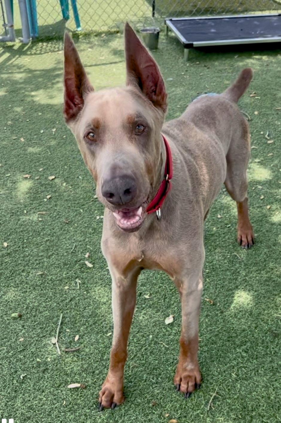 Enlarge Aspen 3563, a Adopted Doberman Pinscher in Oakland Park, FL image 2/3