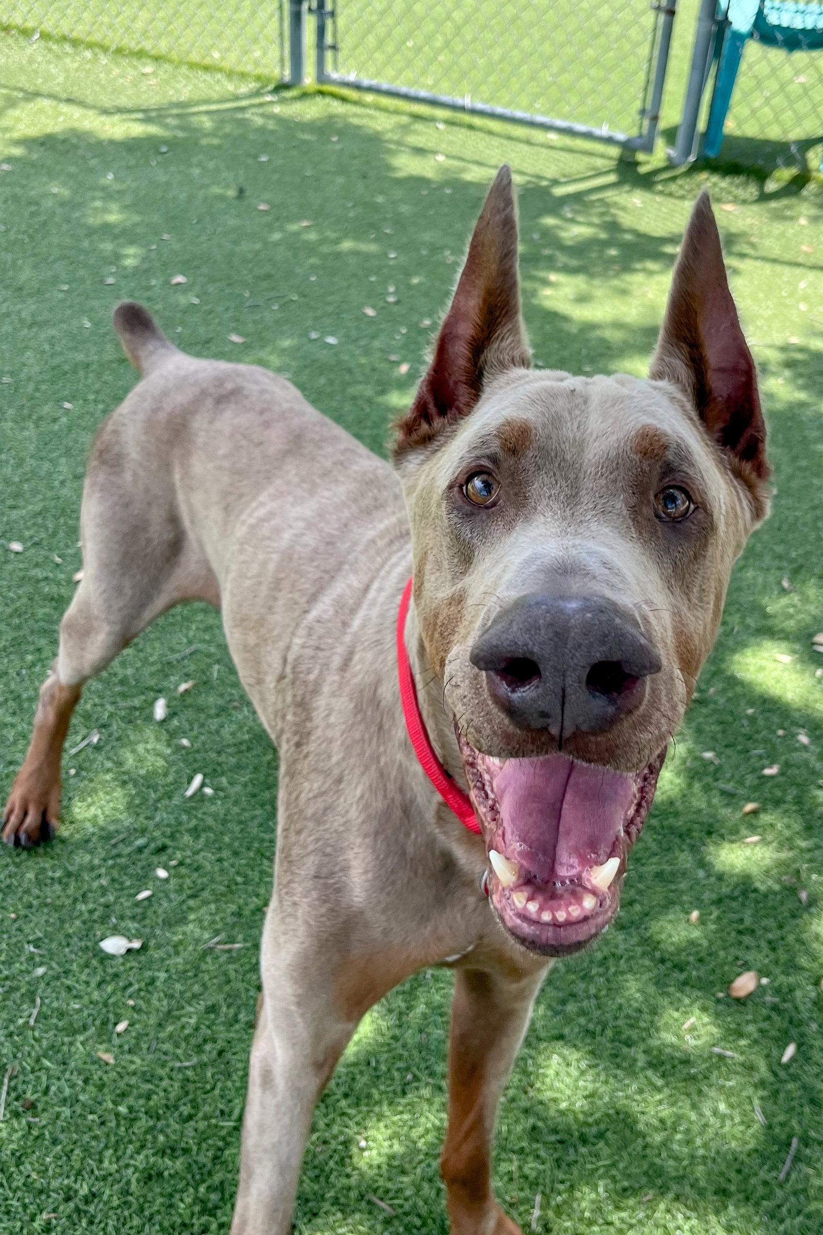 Enlarge Aspen 3563, a Adopted Doberman Pinscher in Oakland Park, FL image 3/3