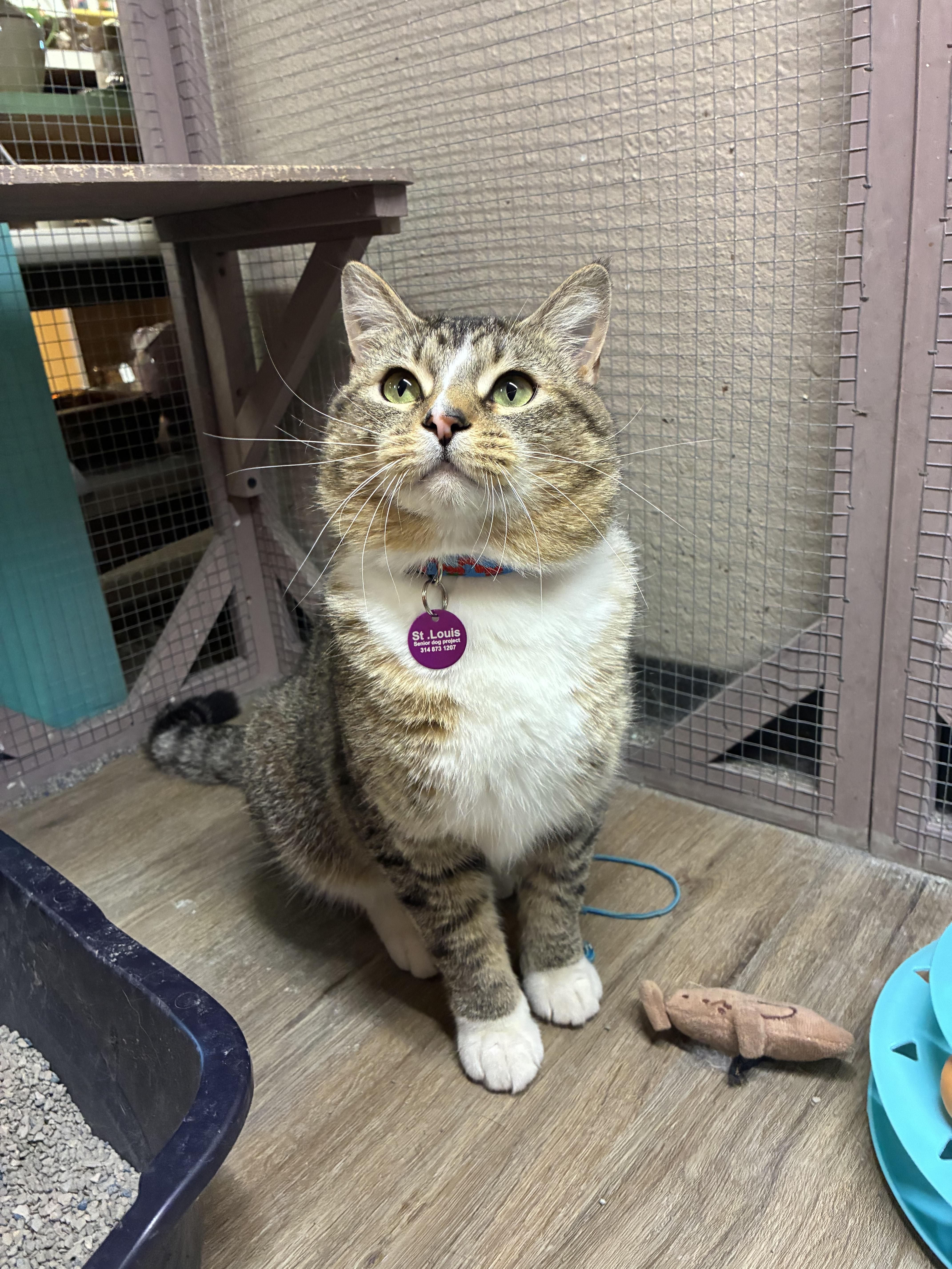 Sir fluffy butt , ADOPTABLE, Young Male Domestic Short Hair.