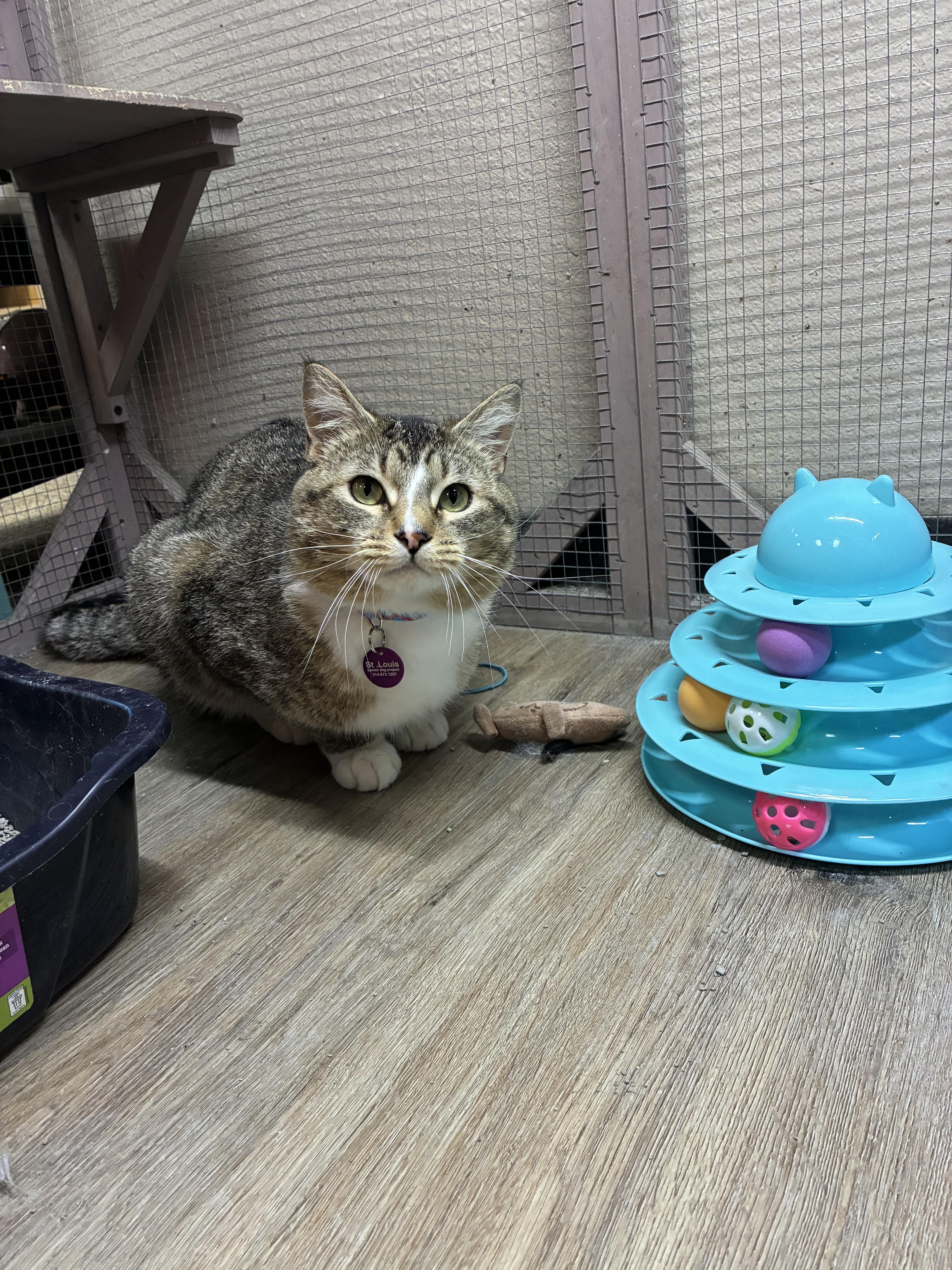Enlarge Sir fluffy butt , a ADOPTABLE mixed breed in Saint Louis, MO image 3/3