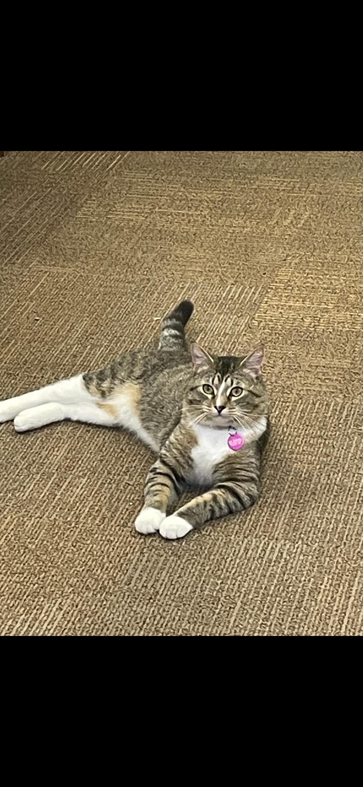 Enlarge Sir fluffy butt , a ADOPTABLE mixed breed in Saint Louis, MO image 2/3