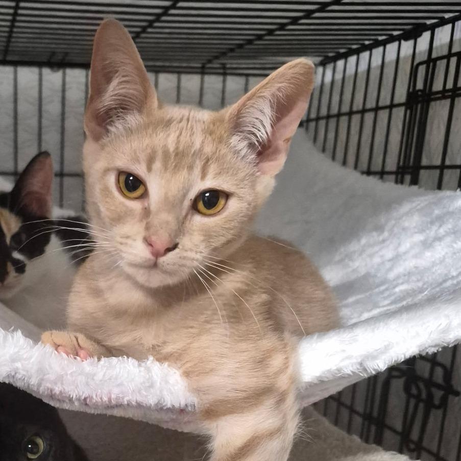 Red Hot Chili Pepper, Adoptable, Kitten Male Domestic Short Hair.