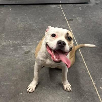 China, adopted, Adult Female American Bulldog & Mixed Breed.