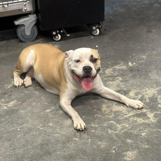 China, an adopted mixed breed in Mullins, SC image 2/3