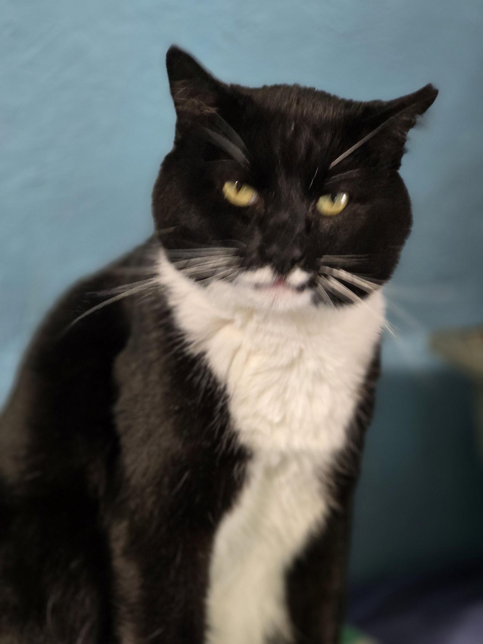 Jeeves, Adoptable, Adult Male Domestic Short Hair.