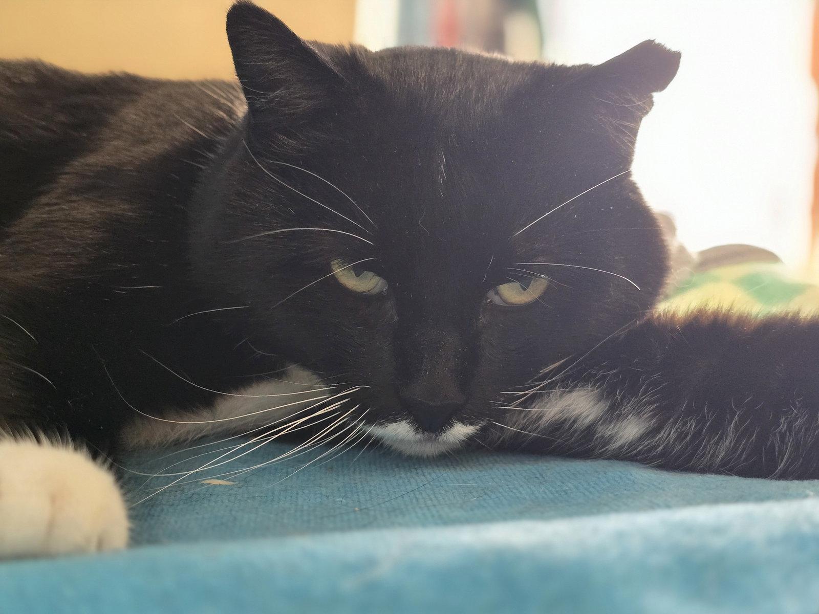Enlarge Jeeves, a Adoptable Domestic Short Hair in Flint Hill, VA image 2/3