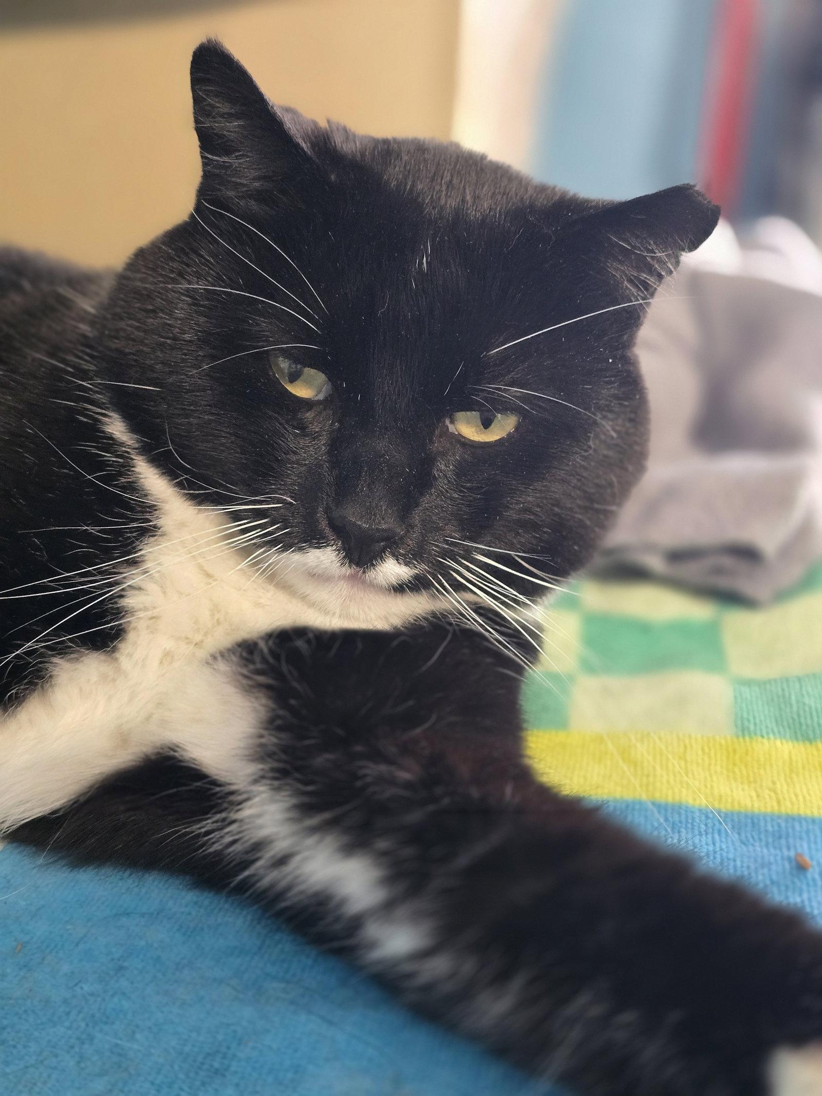 Enlarge Jeeves, a Adoptable Domestic Short Hair in Flint Hill, VA image 3/3