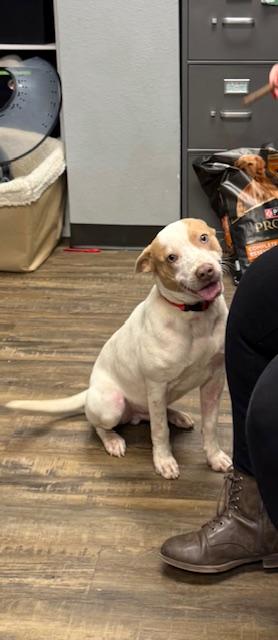 Gumbo, ADOPTABLE, Adult Male Australian Cattle Dog / Blue Heeler & Terrier.