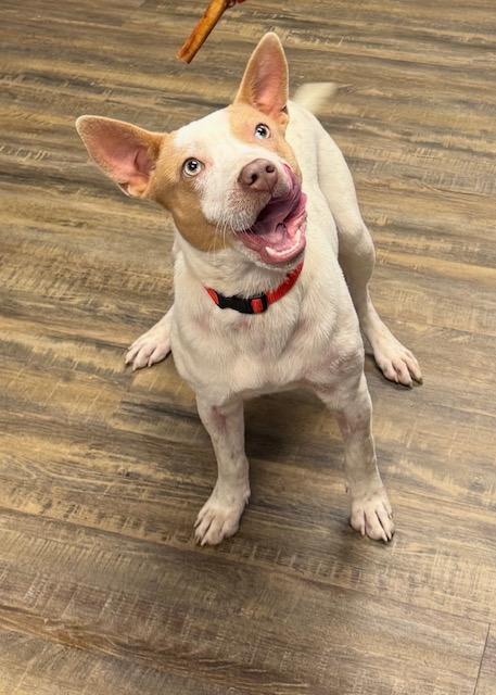 Enlarge Gumbo, a ADOPTABLE mixed breed in Conway, AR image 2/2
