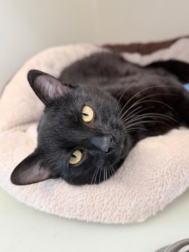 Deluxe, Adoptable, Young Male Domestic Short Hair.