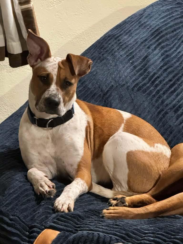 Suzy, adopted, Young Female Mixed Breed.