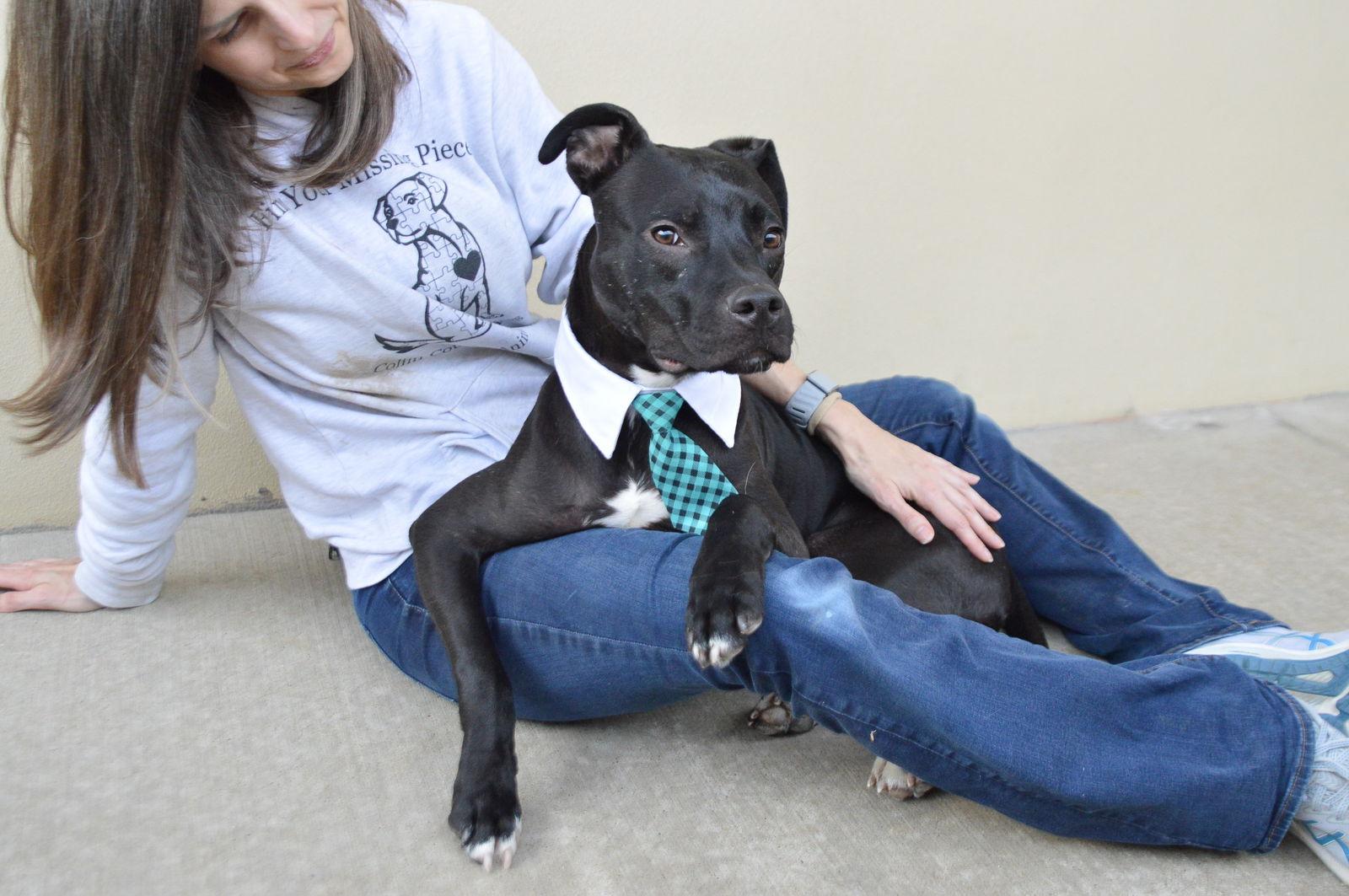 Donut (In Foster), Adopted, Young Female Pit Bull Terrier.