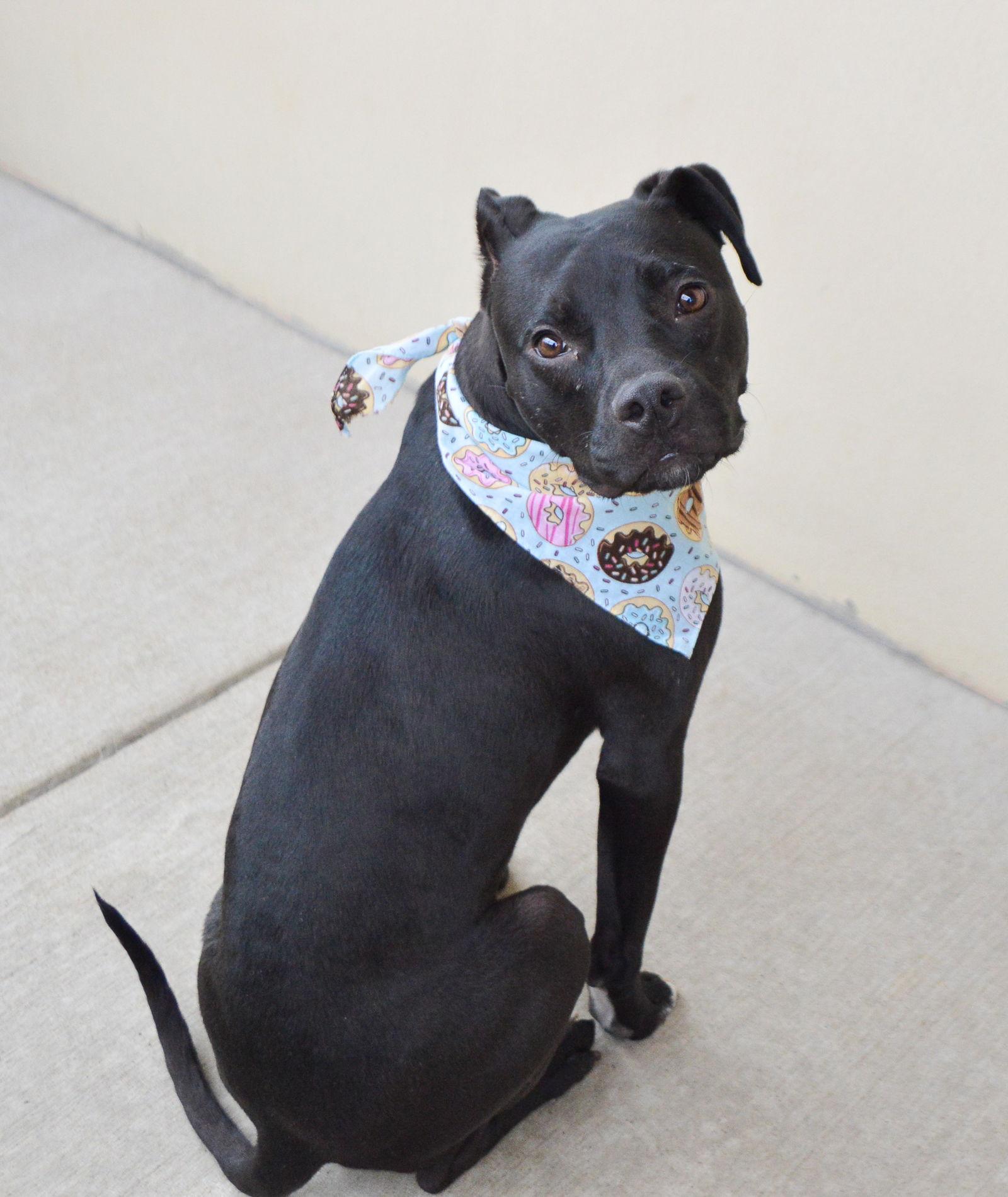 Donut (In Foster), a Adopted Pit Bull Terrier in McKinney, TX image 2/3