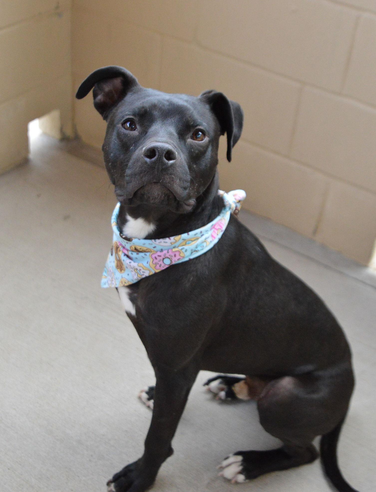 Donut (In Foster), a Adopted Pit Bull Terrier in McKinney, TX image 3/3