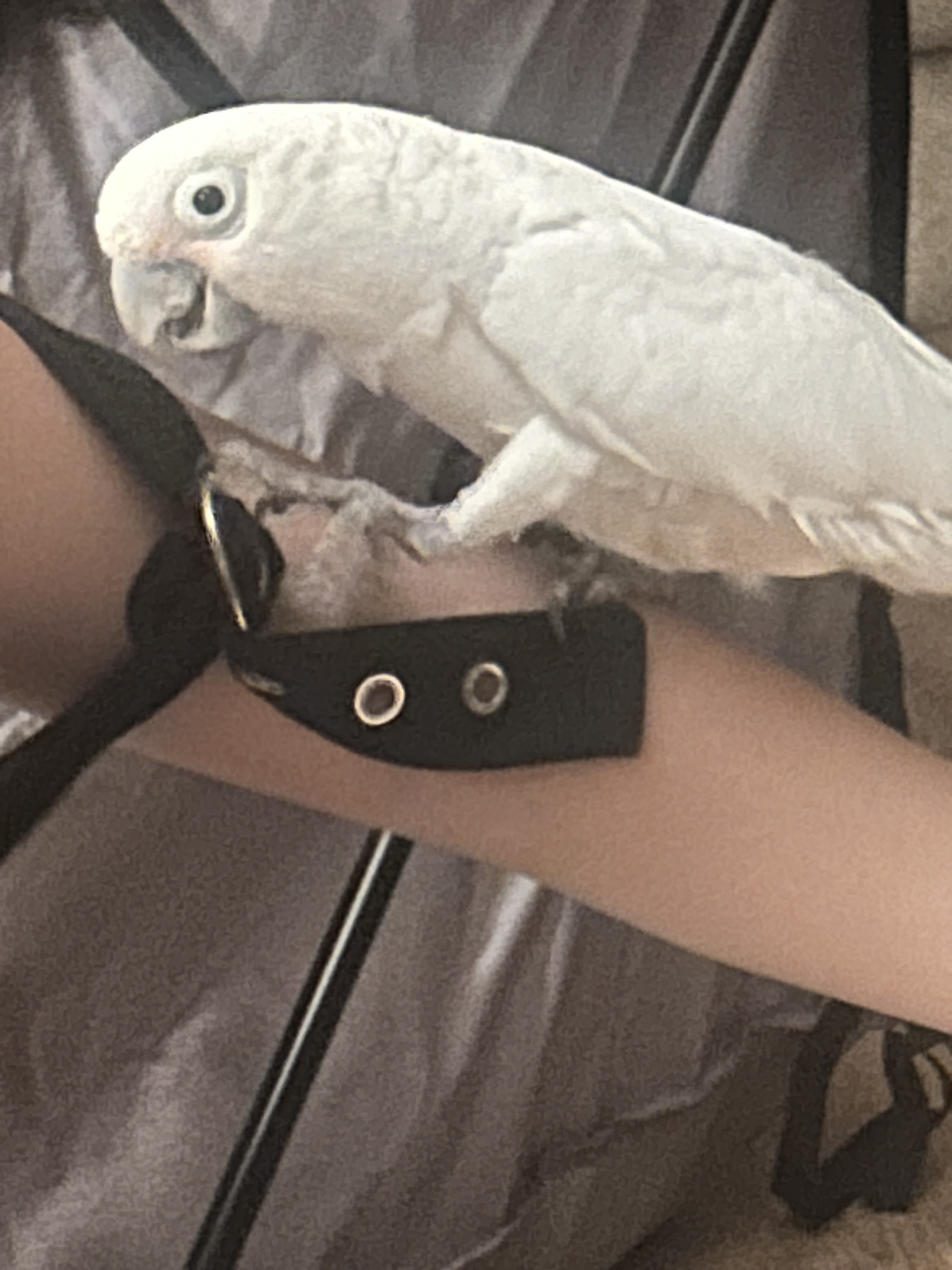 Enlarge Cupid, a Adoptable Cockatoo in North Babylon, NY image 1/1