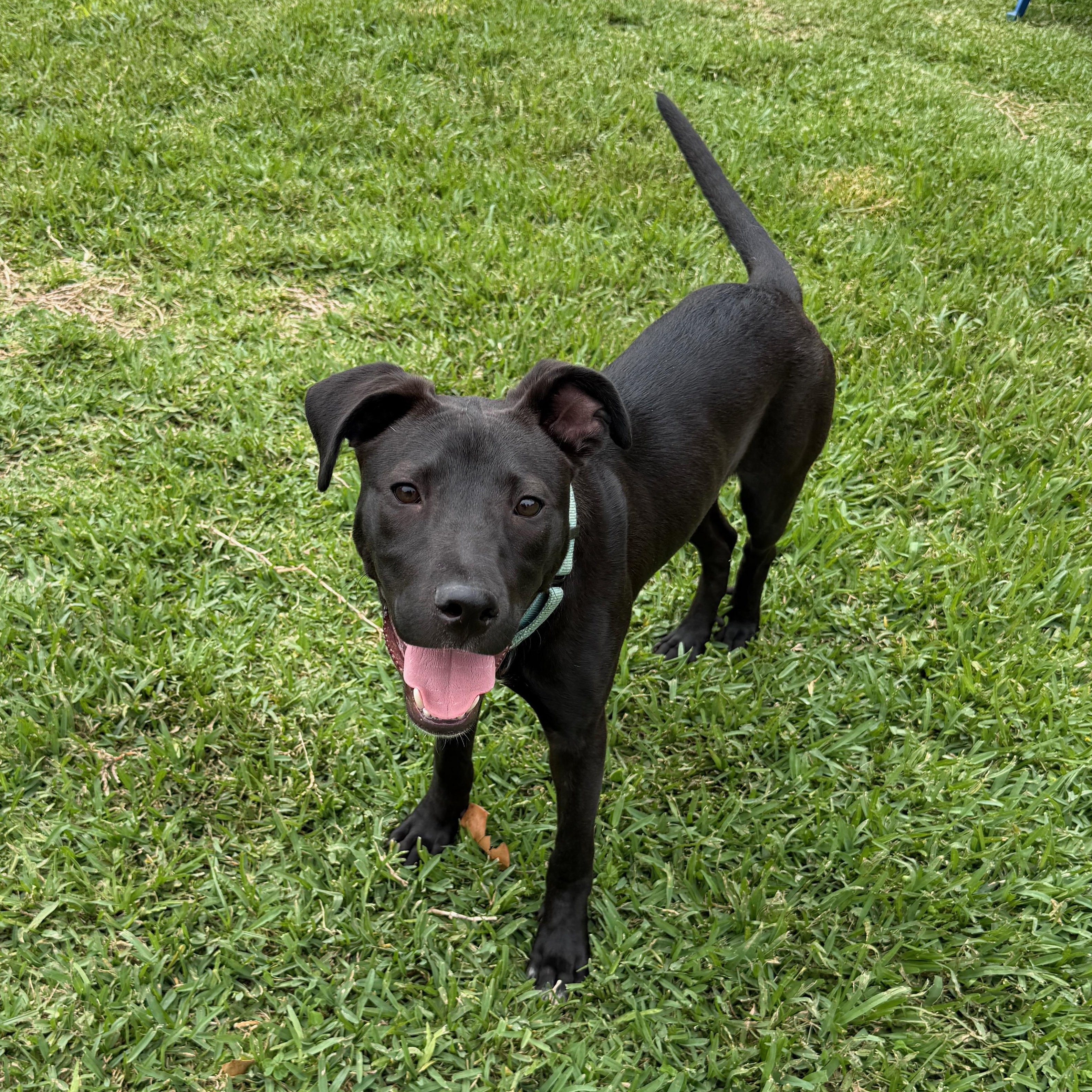 Saxophone, Adoptable, Puppy Male American Staffordshire Terrier & Labrador Retriever.
