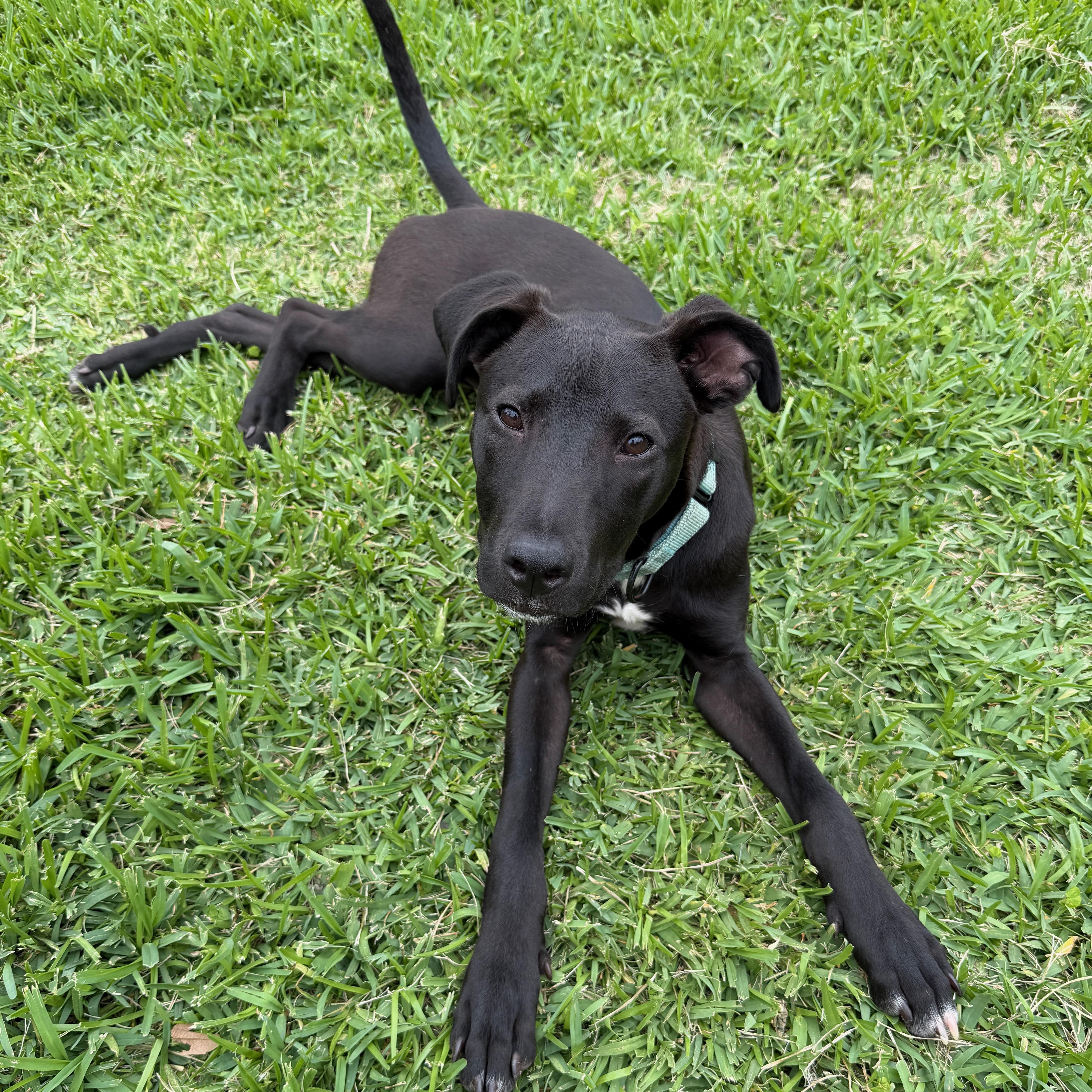 Saxophone, a Adoptable mixed breed in Hershey, PA image 3/6