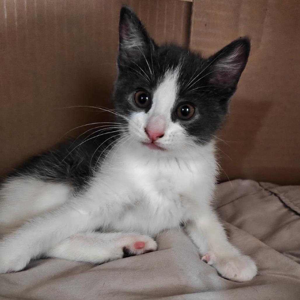 Cristabel, Adoptable, Kitten Female Domestic Short Hair.