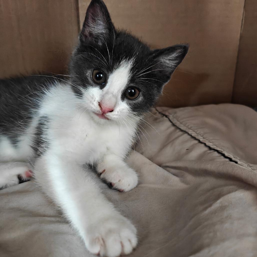 Enlarge Cristabel, a Adoptable Domestic Short Hair in Germantown, MD image 2/4