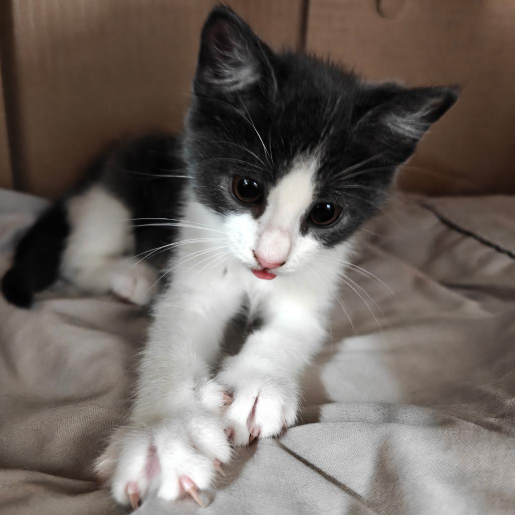 Enlarge Cristabel, a Adoptable Domestic Short Hair in Germantown, MD image 4/4