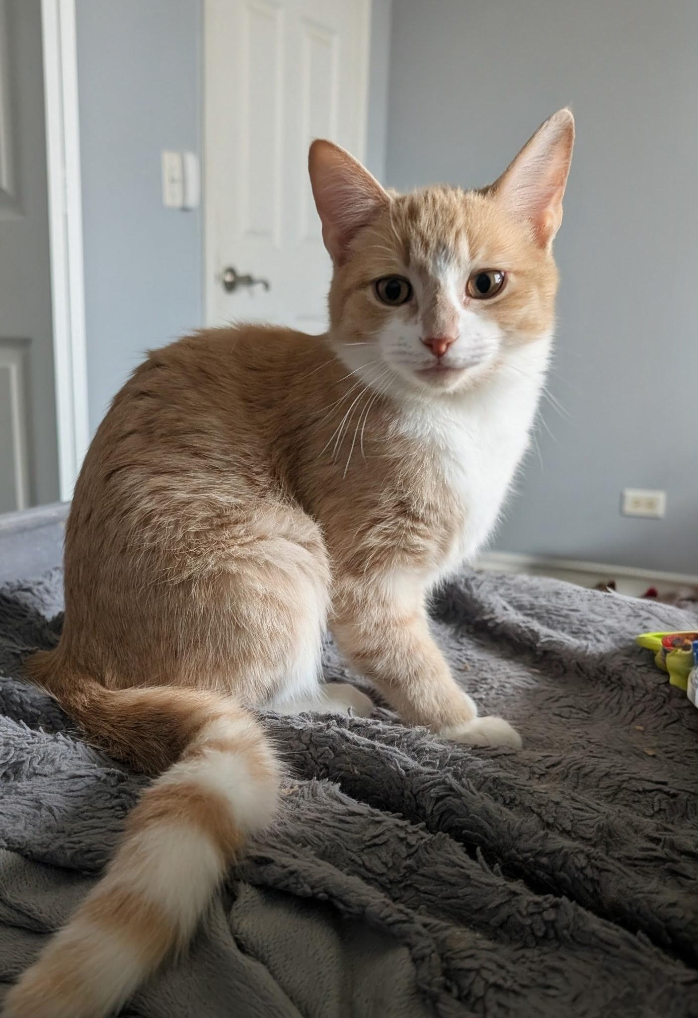 Griffie, adopted, Kitten Male Domestic Short Hair.