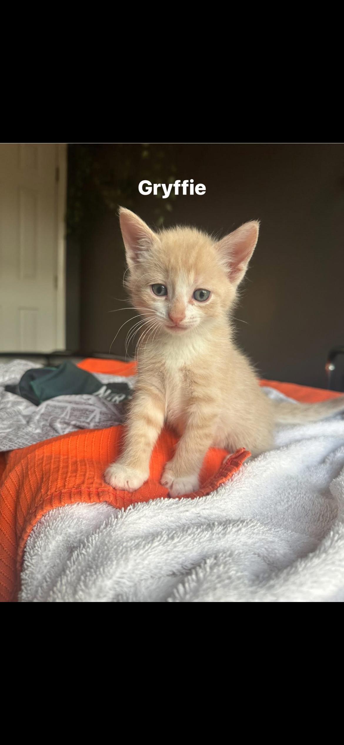 Griffie, an adopted Domestic Short Hair in Huntley, IL image 3/3