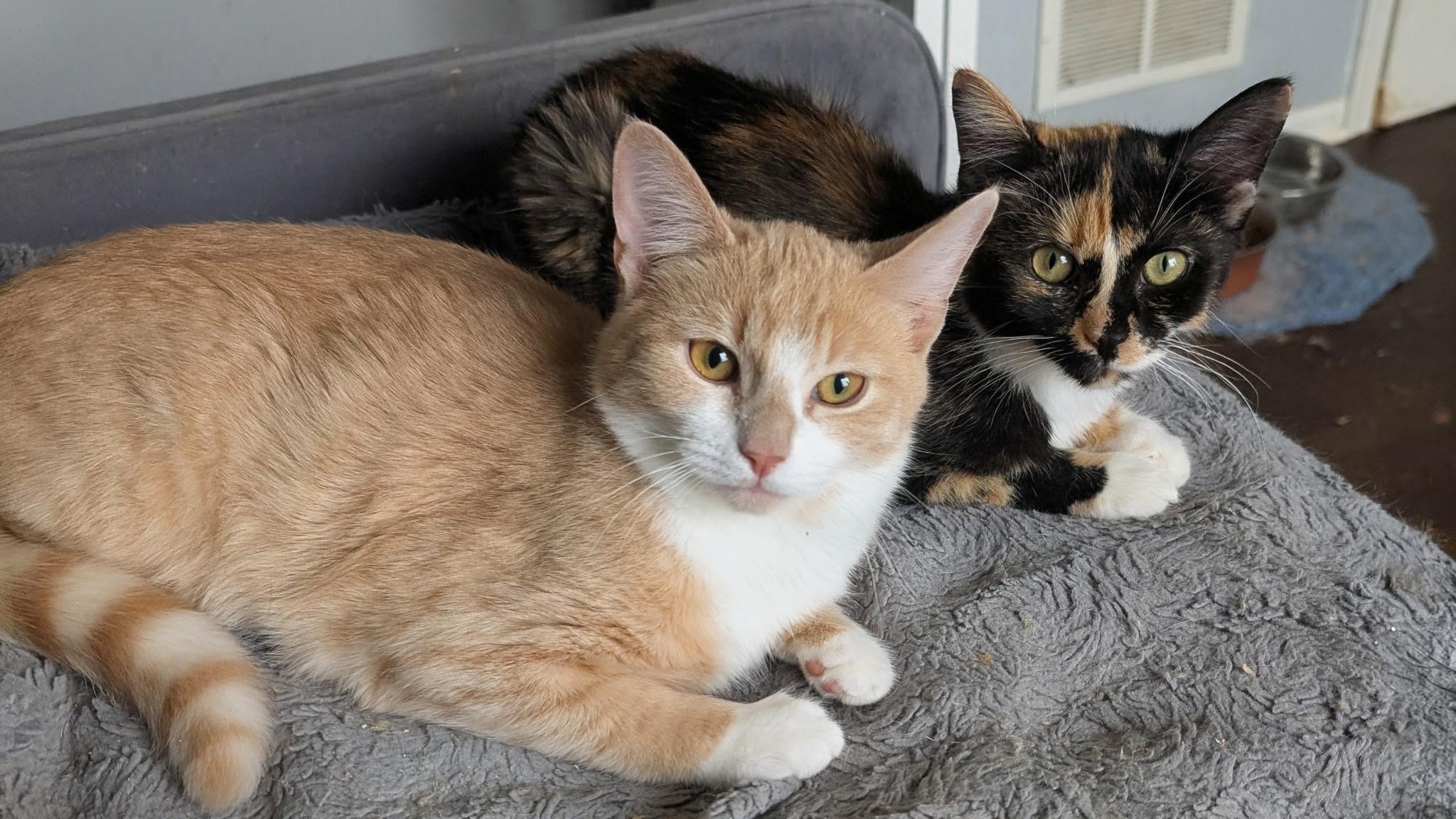 Griffie, an adopted Domestic Short Hair in Huntley, IL image 2/3