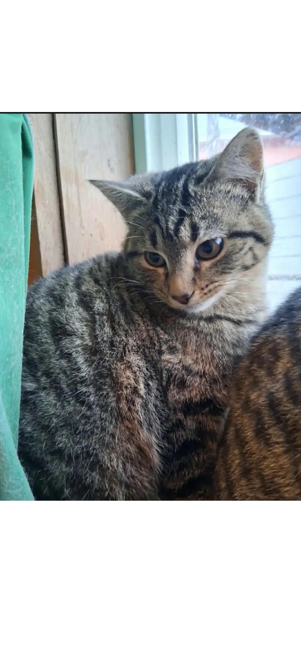 Enlarge Beatrice, an adopted Domestic Short Hair in Missoula, MT image 1/1