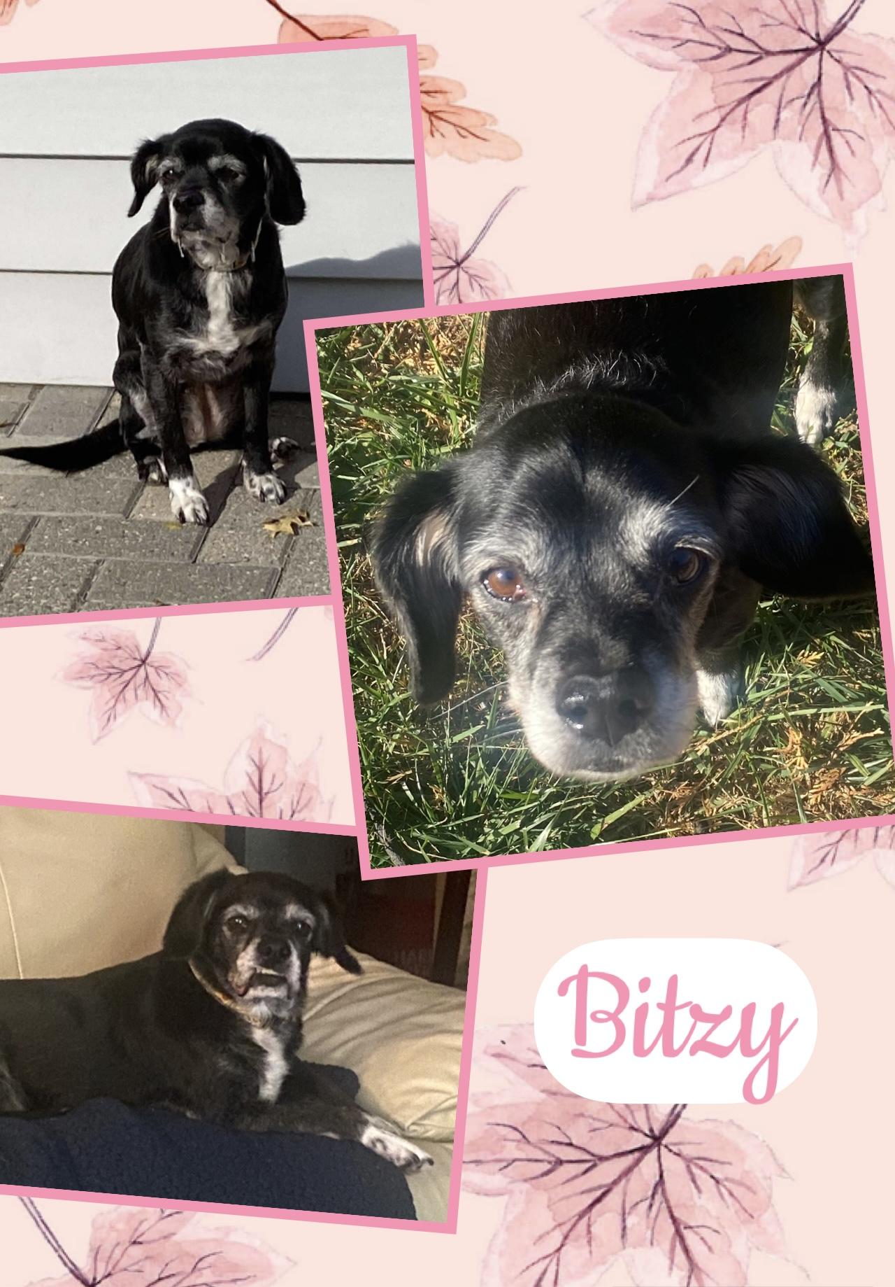 Enlarge Bitzy, a Adoptable mixed breed in Fort Wayne, IN image 1/1