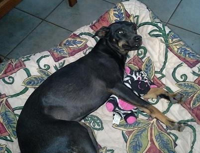 Enlarge Little Foot, a Adoptable mixed breed in Floresville, TX image 1/1