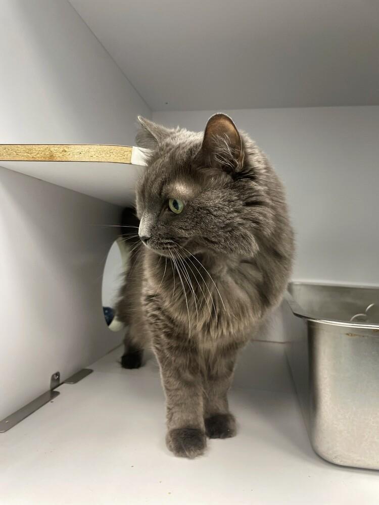 Kailani, Adoptable, Senior Female Domestic Long Hair & Retriever.