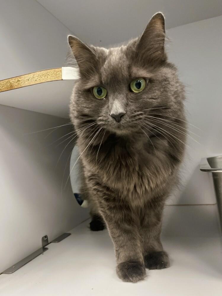 Kailani, a Adoptable mixed breed in Trenton, ME image 2/2