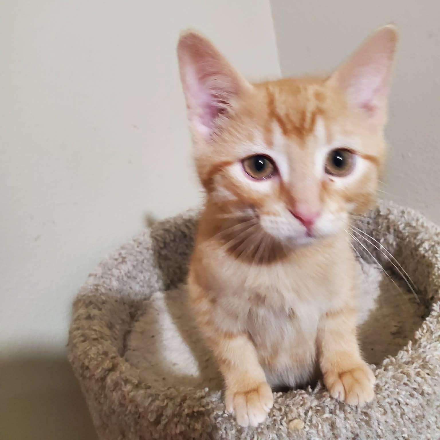 Ziggy, a ADOPTABLE Domestic Short Hair in Sedalia, MO image 3/3